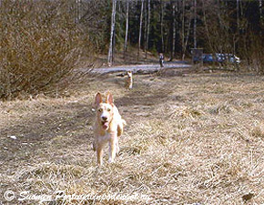 karkea keskari