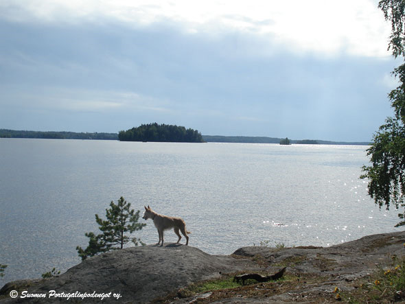 karkea keskari