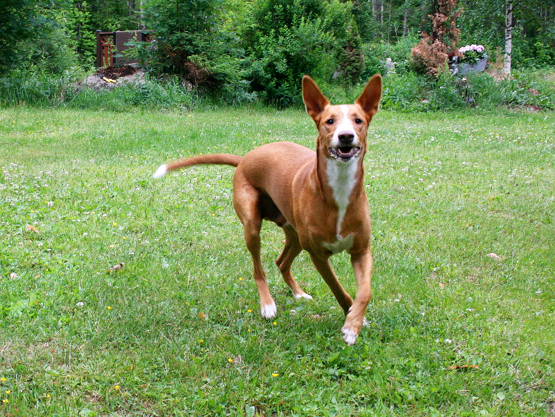 Koira: iso sileäkarvainen Fogo do Vale de Fermedo Kuva: Heidi Kolu